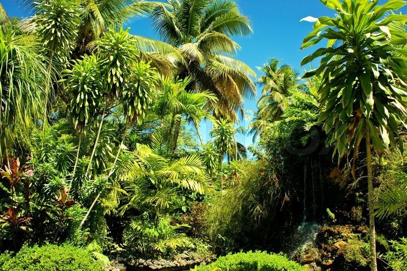 Tropical Palm Tree Tropical Palm Tree
